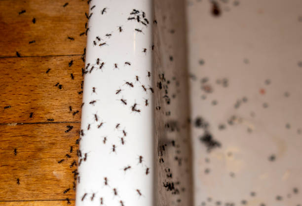 Best Termite Control Services  in Oak Island, NC