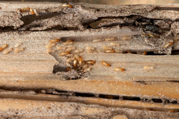 Best Pest Removal Services  in Oak Island, NC